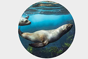 Seal Dives